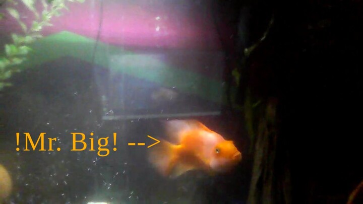 This is my sick fish, mr. big