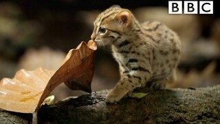 【BBC】世界上最袖珍的猫咪——锈斑豹猫