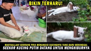 MASYAALLAH!  Si Kucing Menghibur Seorang Pria yang Sedang Menangisi Kucingnya yang Baru Meningg4l