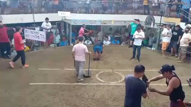 3 cock champion texas 2023