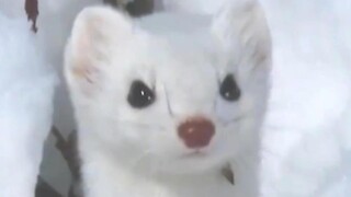 Chồn vizon trắng khiến bạn vui khi xem