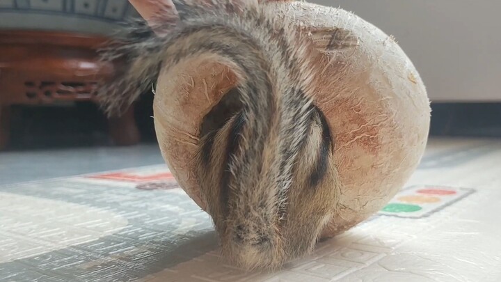 Cangkang kelapa yang tersisa juga bisa jadi mainan alami yang bagus!