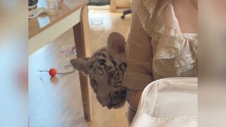 Benar-benar tidak sedang berusaha terlihat imut kok