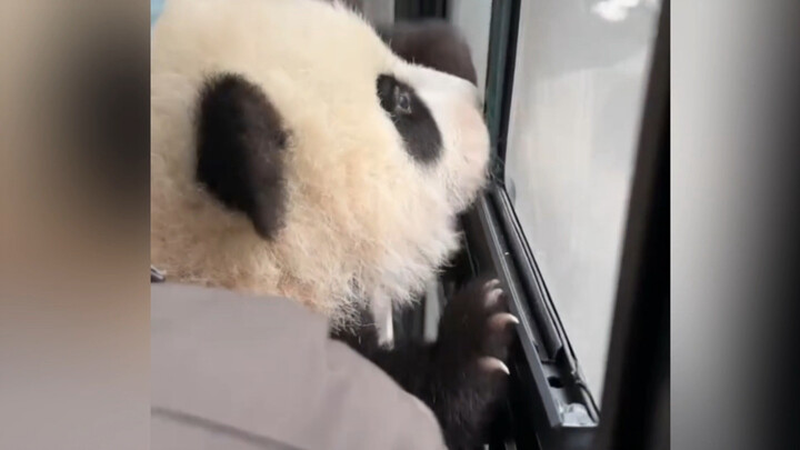 Untuk berjaga-jaga jika Anda belum pernah naik bus di Chengdu