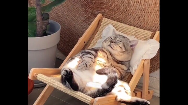 Thế giới nát bét, mèo con khâu vá từng chút một.