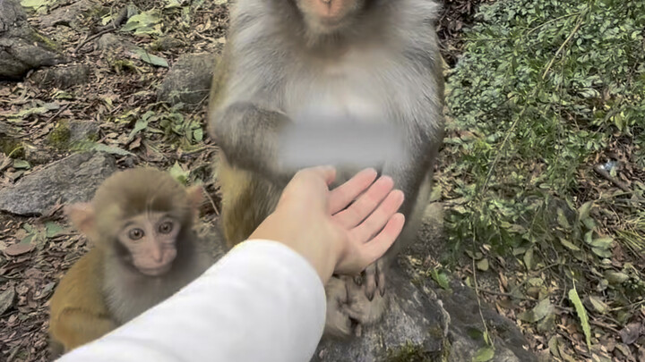 ابحث عن قرد لطيف من بين مجموعة من القرود لمساعدتك في نزع حشيشة القطيع