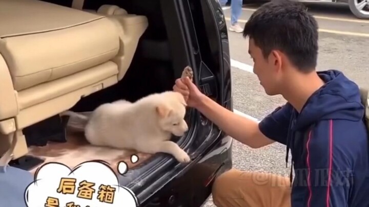 Sekarang dia adalah Raja Anjing di Hengdian, Ashina! #WuLei #HewanPeliharaanImut