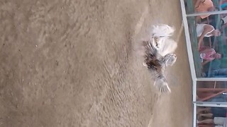 bulik vs banugon