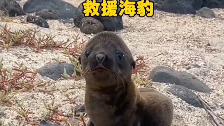 小海豹真的太聪明了，知道请求人类救救它的爸爸妈妈！