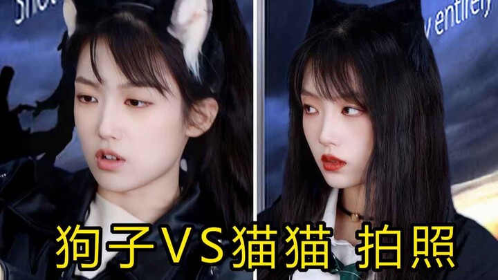 Dog vs. Cat - Taking Photos