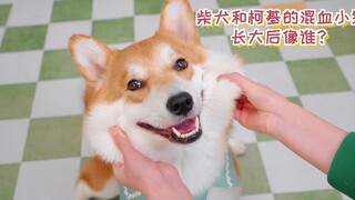 柯基和柴犬的混血小狗，长大后像谁？