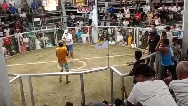 Win si erpat wala po saya dian bong revilia