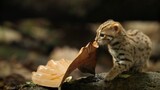 [Động vật]Chú mèo nhỏ nhất thế giới