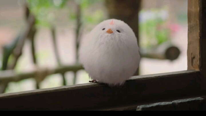 [Love Like the Flowing Water] Aaaah, the fluffball truly lives up to being Xiangliu’s pet—so cute!