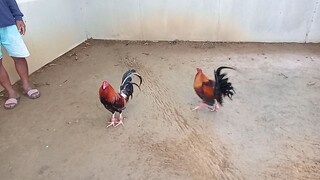 papawis ng mga cock😁😁