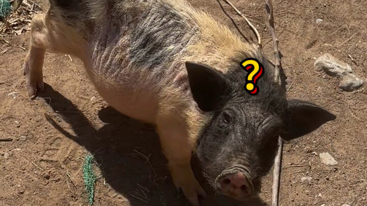 ทำไมถึงไปเก็บหมูมาตัวหนึ่งนะ
