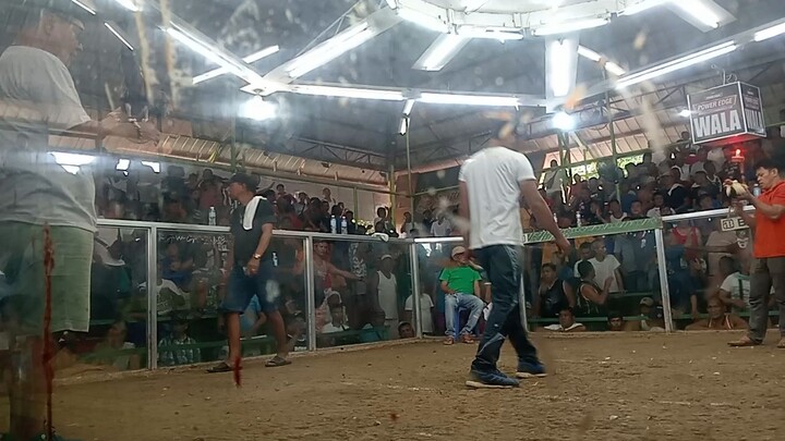 JROOSTER BL YELLOW LEGGED HATCH X SWEATER 2wins 2nd fight champion