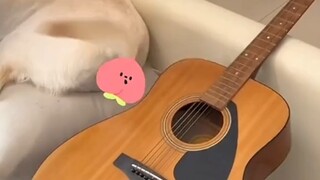 Do you want a meaty tail like this?