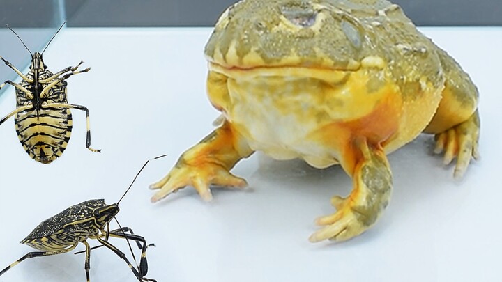 When a bullfrog meets a stinkbug