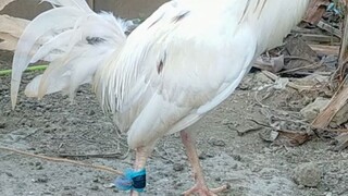 Dervy size 4yr old cock. 4k dasma cavite