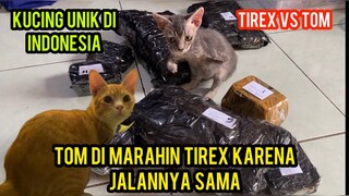 Masya Allah Kucing Tom Di Marahin Sama Kucing Tirek Gara-Gara Ini..!