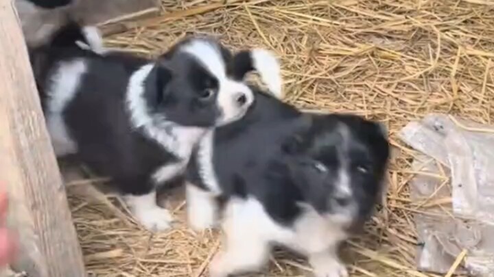 Anjing kampung memang mudah ditipu～