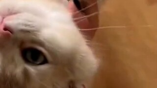 Kucing paling terbelakang mental yang dikenali di seluruh Internet, IQ-nya pada dasarnya nol, dia bo