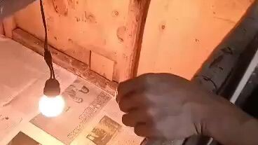 11days old  health is always number one.  alagang PROBOHEALTH Probiotic gawang Roque Sr. Gamebirds