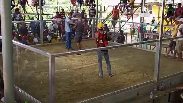 2 cock derby first fight
