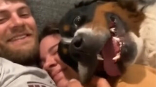 [Bernese Mountain Dog] I don't care! Little Bear just wants to cuddle!!!!