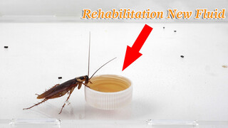 Fun|Feeding Cockroaches Medicine