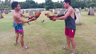 SPARRING EXCERSISE , YOUNG STAGS.. #3