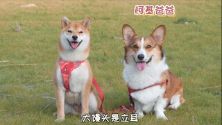 Kết quả của mối tình CORGI và SHIBA là 1 bày nhóc siêu đáng yêu!! | Pets TV