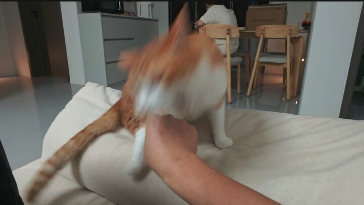 Is human reaction speed that of a cat’s?