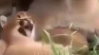 funny animal compilation #meme