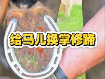 Thay móng và sửa móng cho ngựa