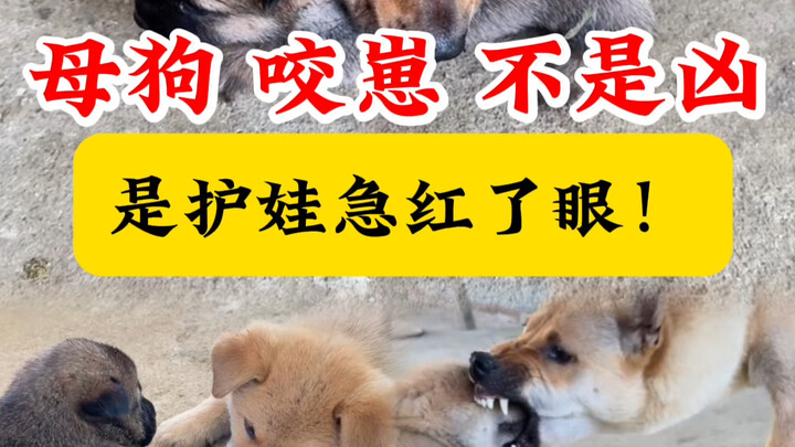 Chó mẹ cắn con không phải vì hung dữ, mà vì quá lo lắng cho con đến mức nổi điên! Xem xong mới hiểu 