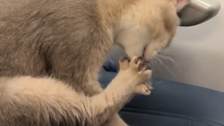 Bawa kucing naik pesawat selama 5 jam, tingkat kedisiplinan si kucing benar-benar nggak ketulungan!