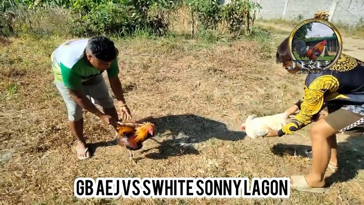Goldenboy (AEJ line) vs Swhite (Blueblade line)