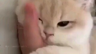 A soft cat that will bury your hand....hehe...