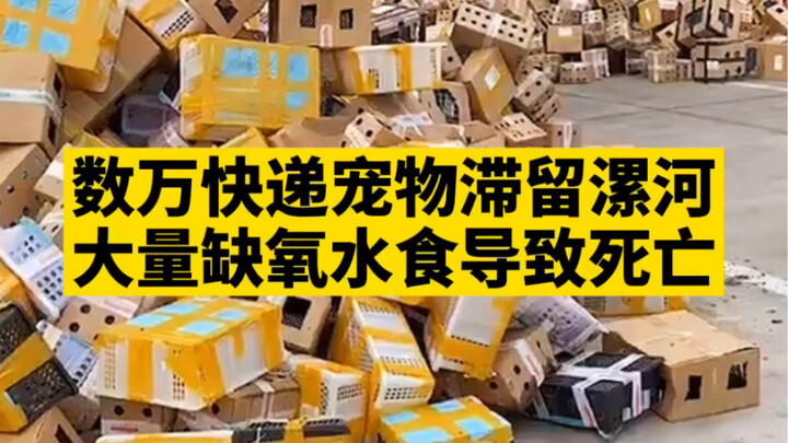 [Refuse to Ship Animals via Courier—Let’s Not Repeat This Tragedy]