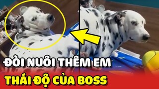 Phản ứng của chú chó Đốm khi mẹ đòi NUÔI THÊM EM 😂 | Yêu Lu