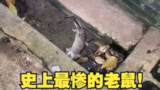 The worst rat ever!