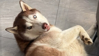 How does a dog react when it smells its own smelly feet?