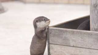A Grand Reward for Adorable Baby Animals