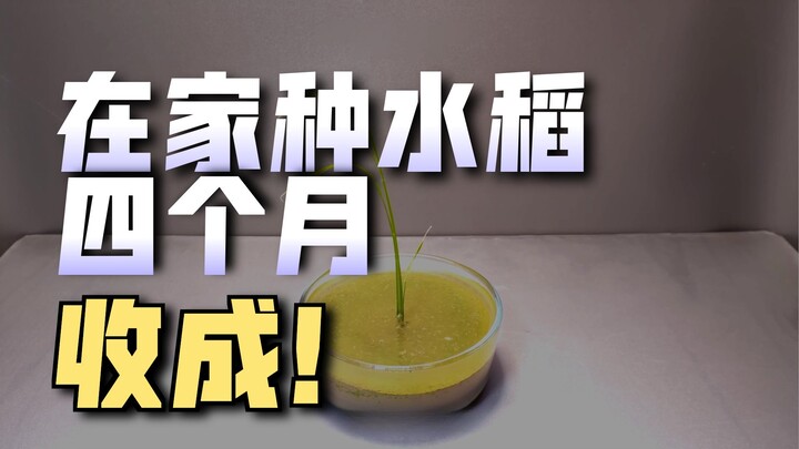 Cho gạo vào nước, điều khó tin đã xảy ra!~