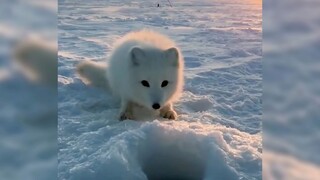 The little Arctic fox wanted to eat fish and stamped his feet in anger