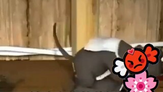 How to Get Rid of Rats