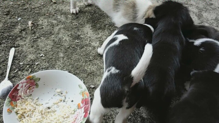 ใกล้จะกลายเป็นสนามหมาแล้วนะ