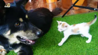 Tiny kitten meet polite dog for the first time